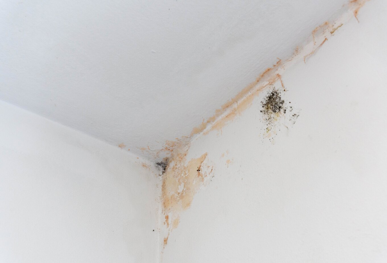 The Dangers of Black Mold: Essential Things You Need to Know