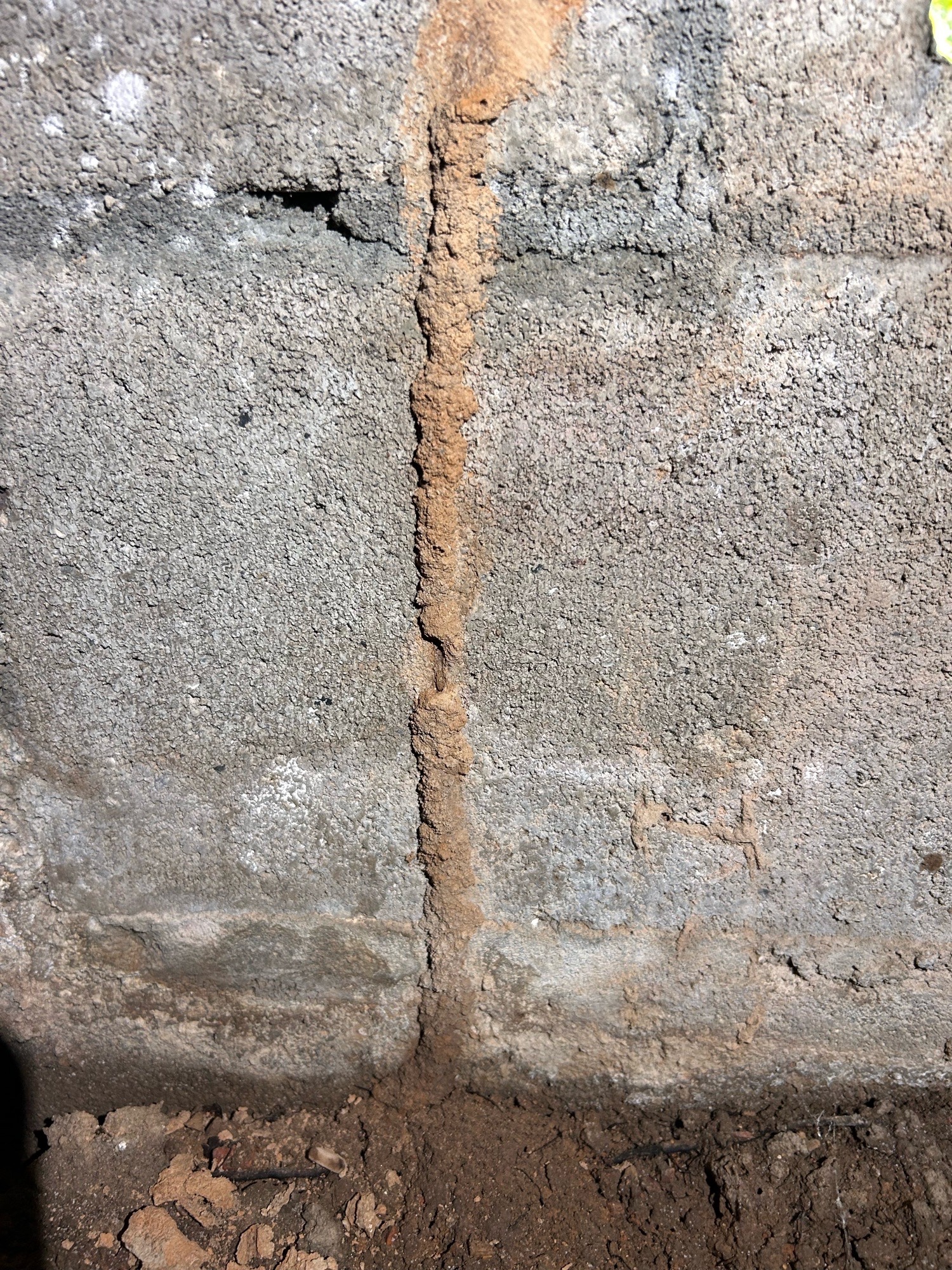 Is a Termite Inspection Required in Atlanta?