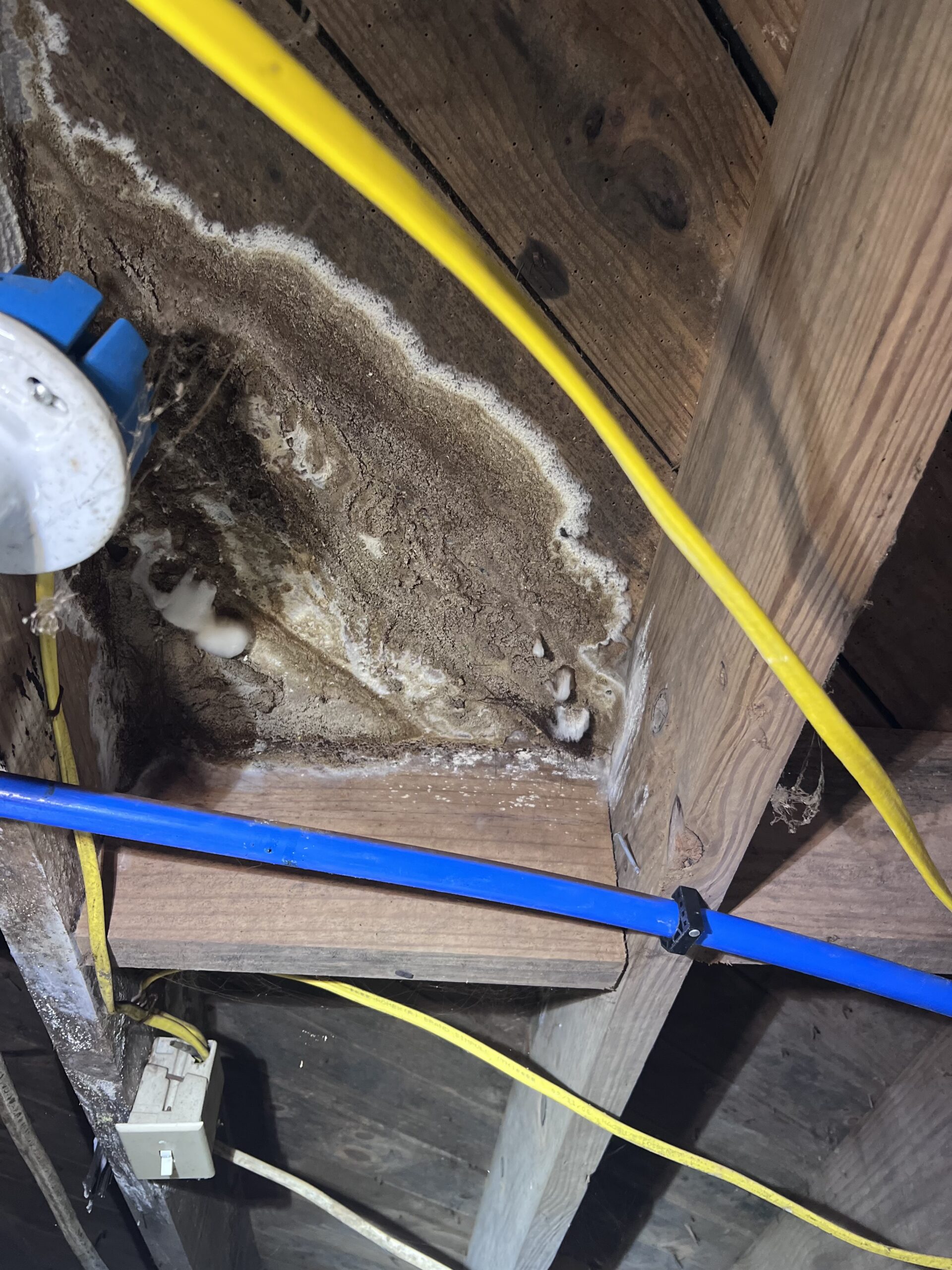 Mold Inspection When Buying a House: What Buyers in Humid Climates Need to Know